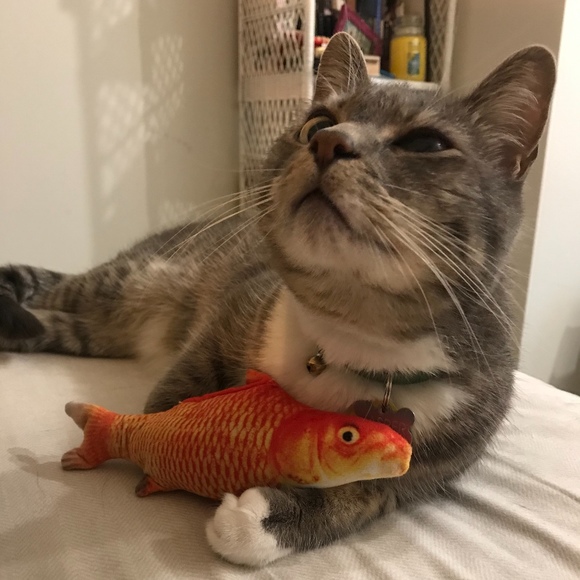 Meet your Posher, Lily - Picture 1 of 1